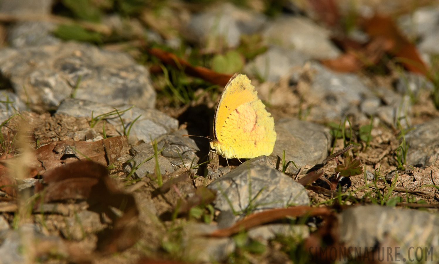 Eurema nicippe [400 mm, 1/4000 Sek. bei f / 9.0, ISO 1000]